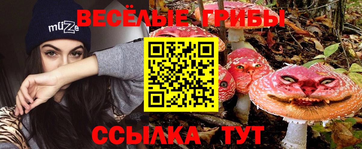 Псилоцибиновые грибы Psilocybine cubensis Дубна
